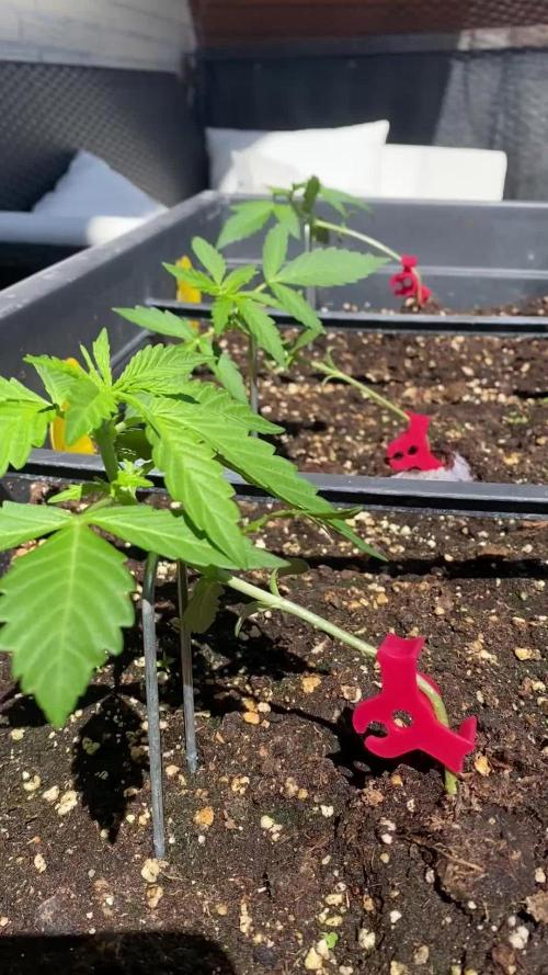 RQS Royal Creamatic Outdoor