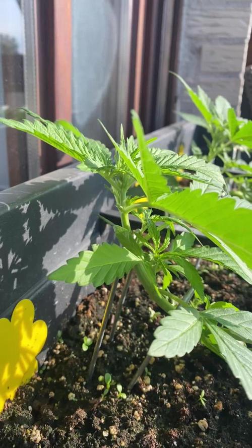 RQS Royal Creamatic Outdoor