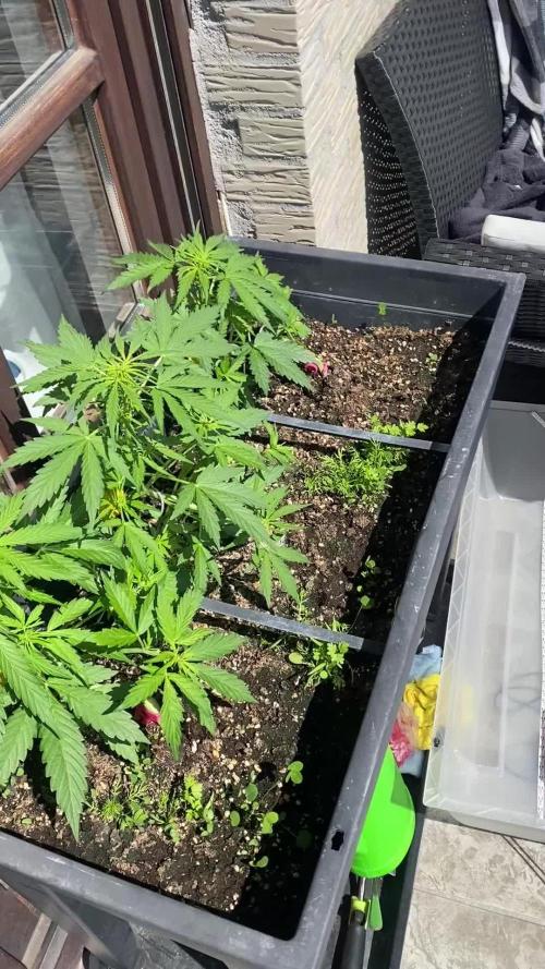 RQS Royal Creamatic Outdoor