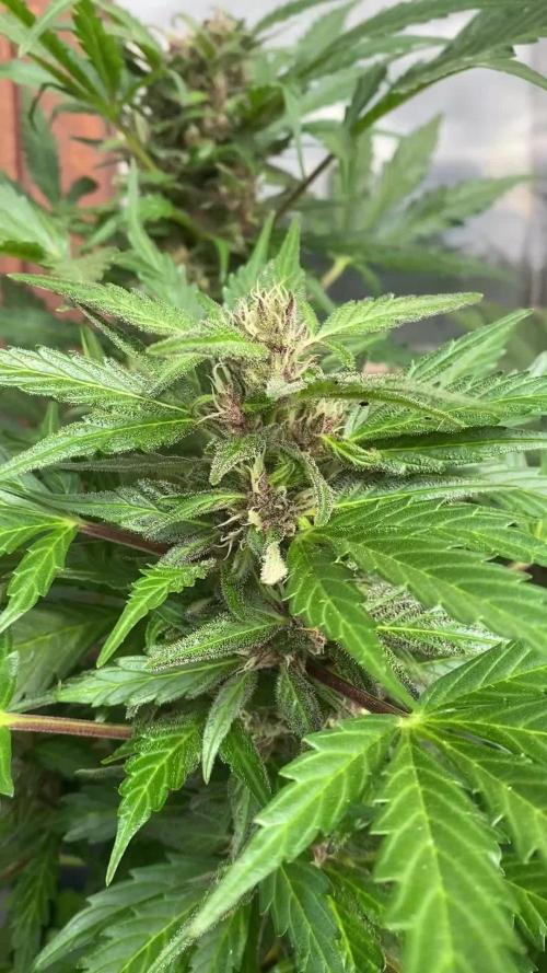 RQS Royal Creamatic Outdoor