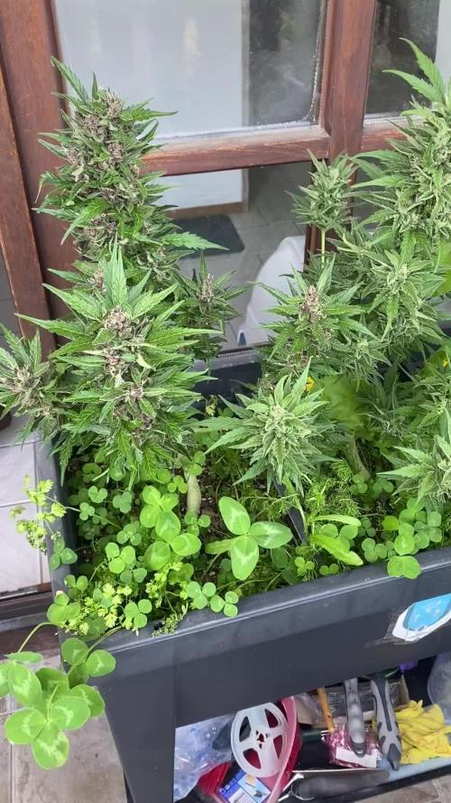 RQS Royal Creamatic Outdoor