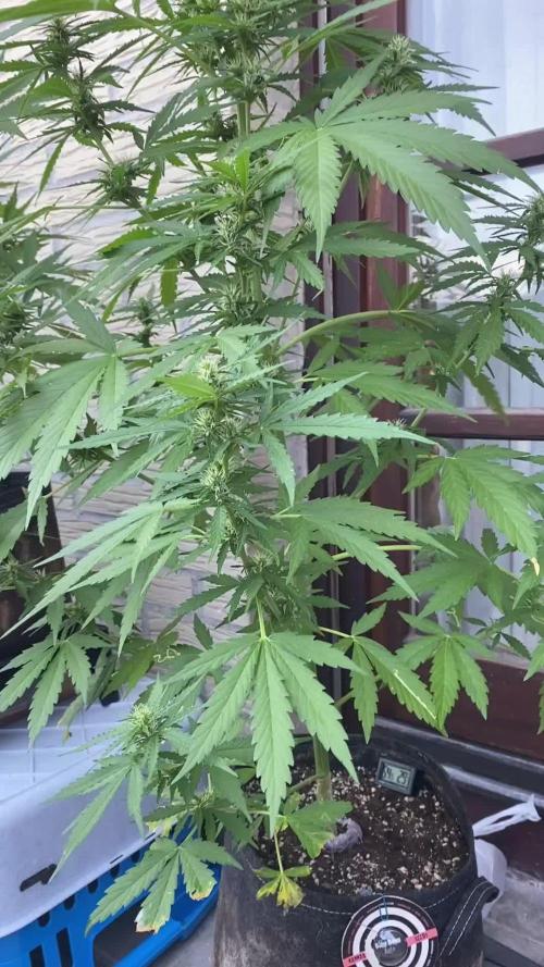 RQS Royal Kush Automatic