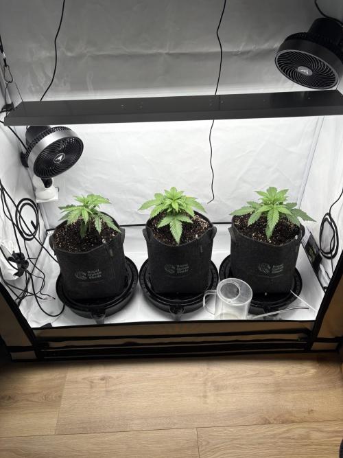 42 FB Apple Strudel. Week 3 - 6. November