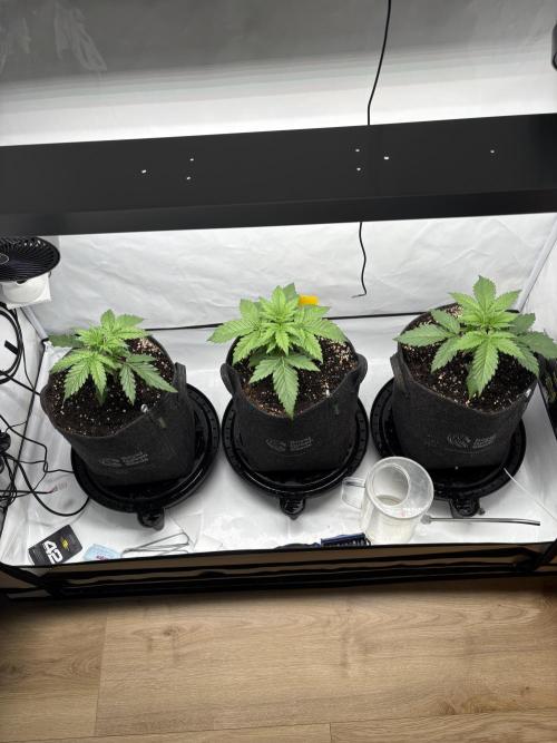 42 FB Apple Strudel. Week 3 - 6. November