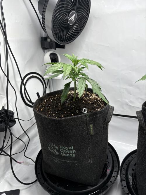 42 FB Apple Strudel. Week 3 - 6. November