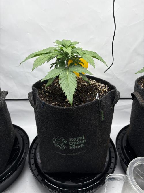 42 FB Apple Strudel. Week 3 - 6. November