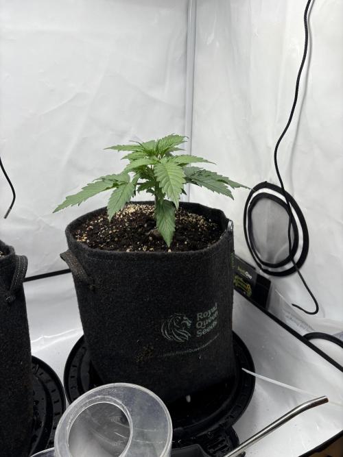 42 FB Apple Strudel. Week 3 - 6. November 