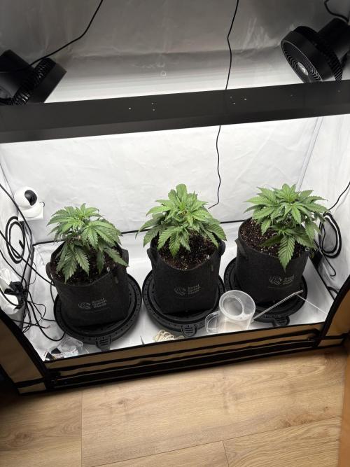 42 FB Apple Strudel. Week 4 - 10. November