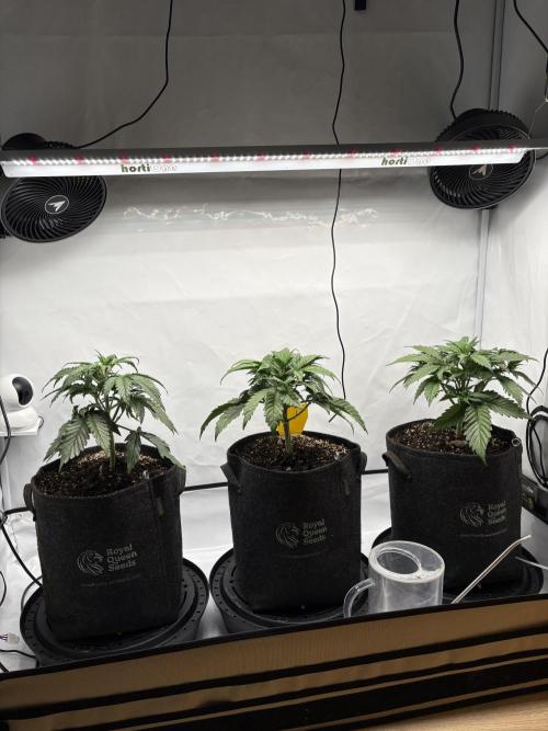 42 FB Apple Strudel. Week 4 - 10. November