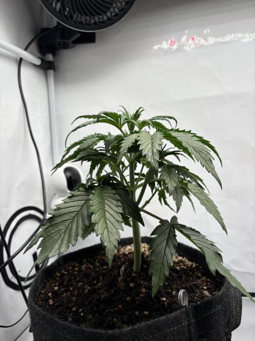 42 FB Apple Strudel. Week 4 - 10. November 