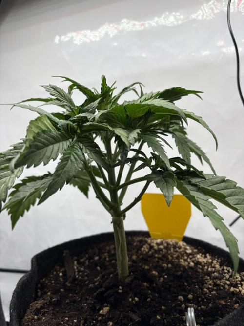 42 FB Apple Strudel. Week 4 - 10. November