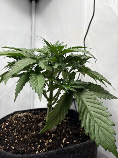 42 FB Apple Strudel. Week 4 - 10. November