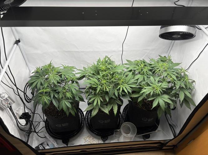 42 FB Apple Strudel. Week 5 - 16. November