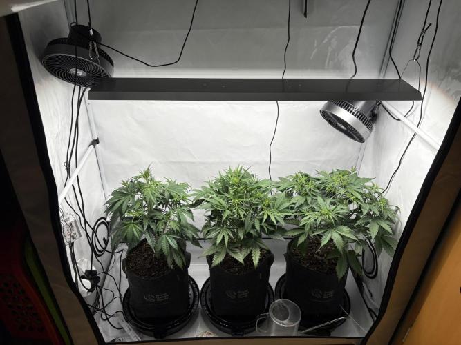 42 FB Apple Strudel. Week 5 - 16. November