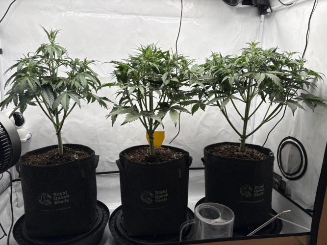 42 FB Apple Strudel. Week 5 - 16. November