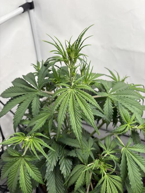 42 FB Apple Strudel. Week 5 - 16. November