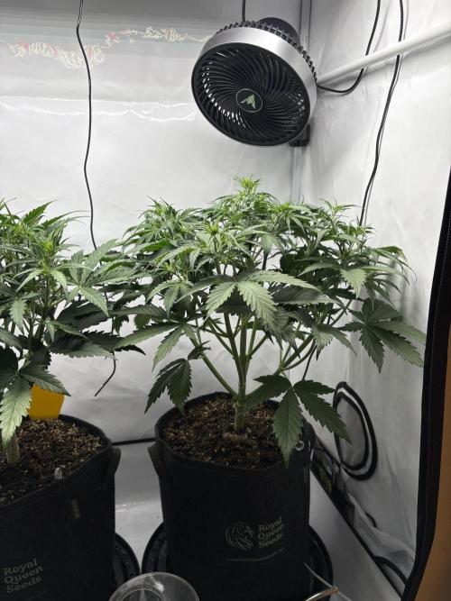 42 FB Apple Strudel. Week 5 - 16. November