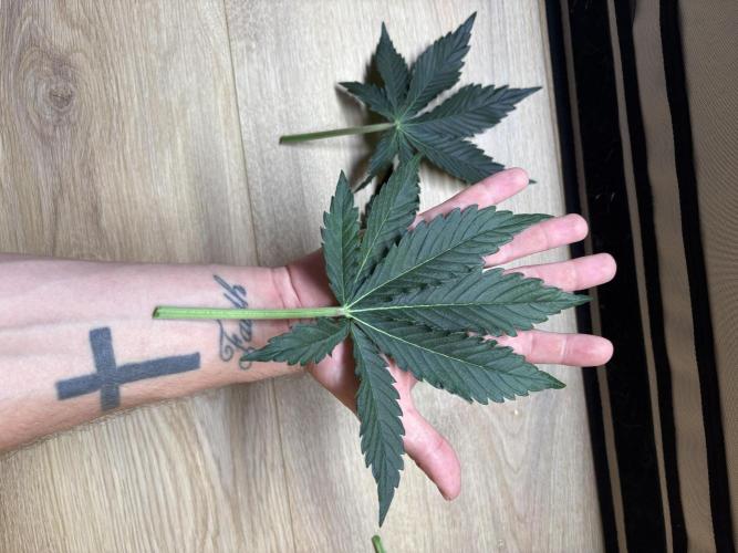 42 FB Apple Strudel. Week 5 - 16. November 