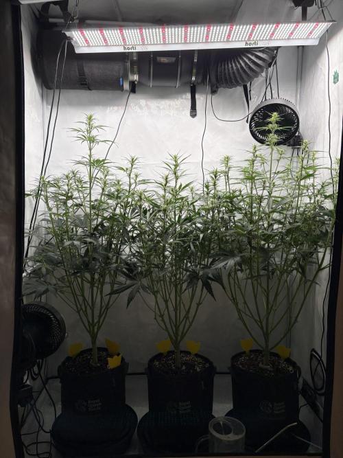 42 FB Apple Strudel. Week 6 - 25. November 