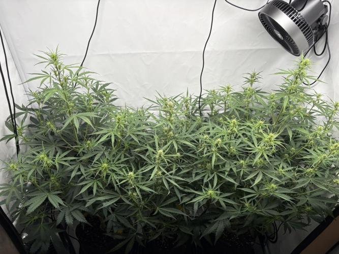 42 FB Apple Strudel. Week 6 - 25. November