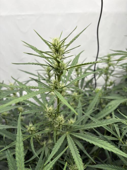 42 FB Apple Strudel. Week 6 - 25. November