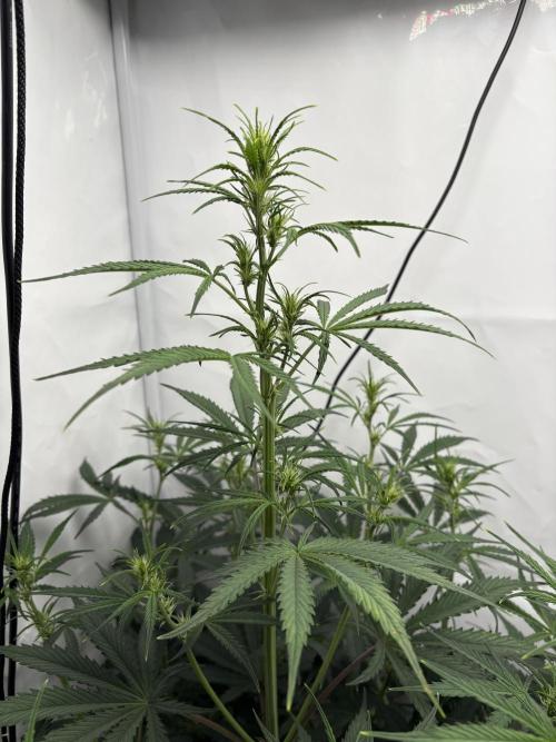 42 FB Apple Strudel. Week 6 - 25. November 