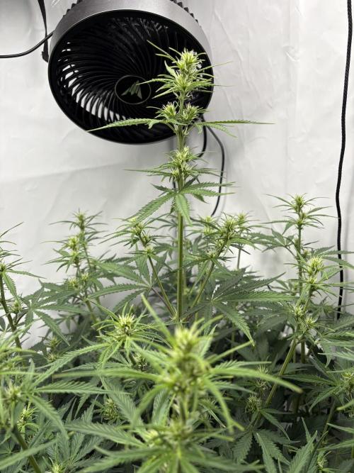 42 FB Apple Strudel. Week 6 - 25. November 