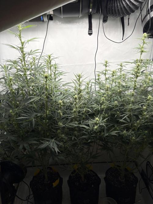 42 FB Apple Strudel. Week 7 - 30. November