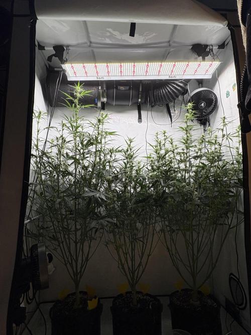 42 FB Apple Strudel. Week 7 - 30. November