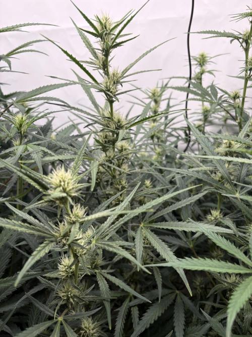 42 FB Apple Strudel. Week 7 - 30. November