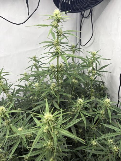 42 FB Apple Strudel. Week 7 - 30. November 