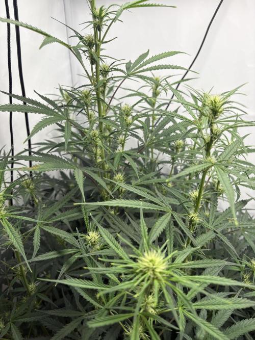 42 FB Apple Strudel. Week 7 - 30. November 