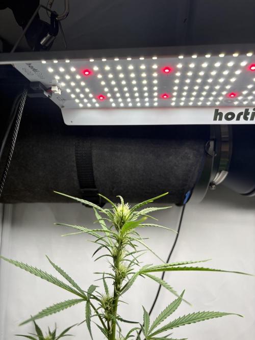 42 FB Apple Strudel. Week 7 - 30. November