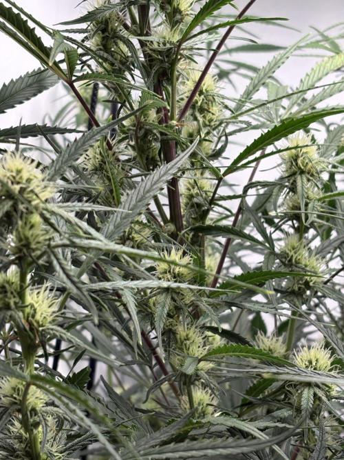 42 FB Apple Strudel. Week 8 - 8. Dezember