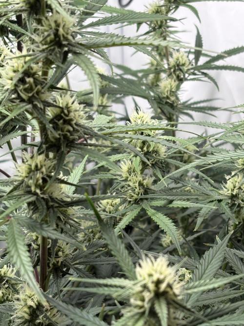 42 FB Apple Strudel. Week 8 - 8. Dezember