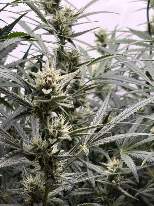 42 FB Apple Strudel. Week 8 - 8. Dezember