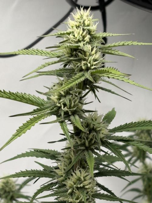 42 FB Apple Strudel. Week 8 - 8. Dezember 