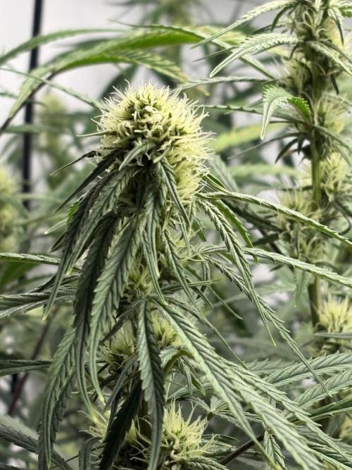 42 FB Apple Strudel. Week 8 - 8. Dezember 