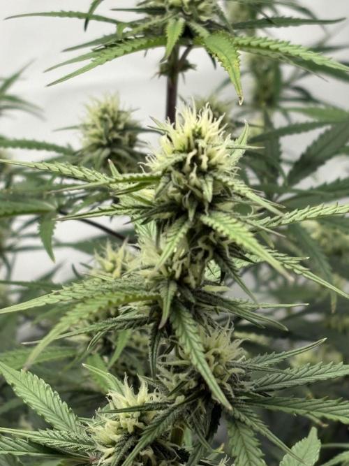 42 FB Apple Strudel. Week 8 - 8. Dezember