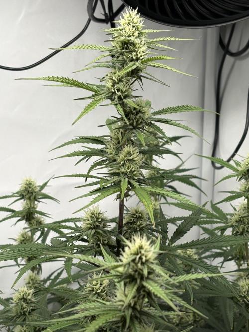 42 FB Apple Strudel. Week 8 - 8. Dezember 