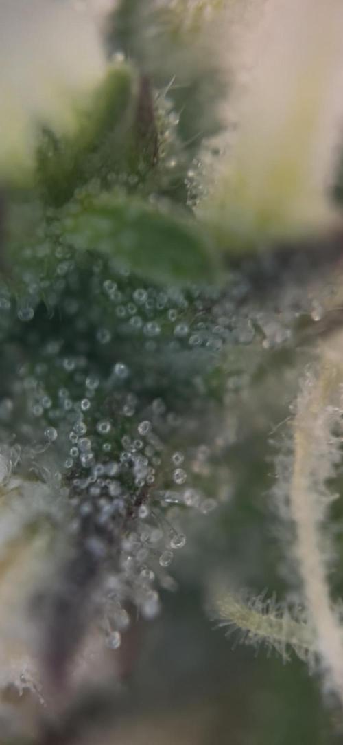 42 FB Apple Strudel. Week 9 - 15. Dezember