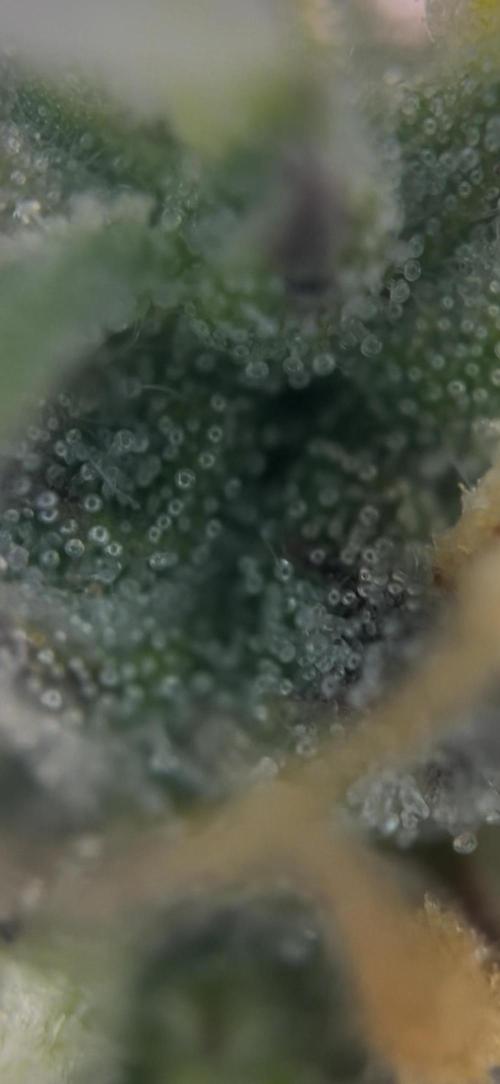 42 FB Apple Strudel. Week 9 - 15. Dezember