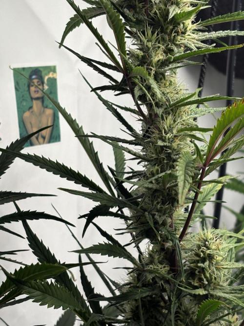 42 FB Apple Strudel. Week 9 - 15. Dezember 