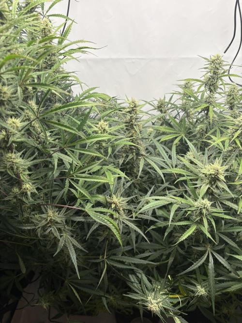 42 FB Apple Strudel. Week 9 - 15. Dezember 