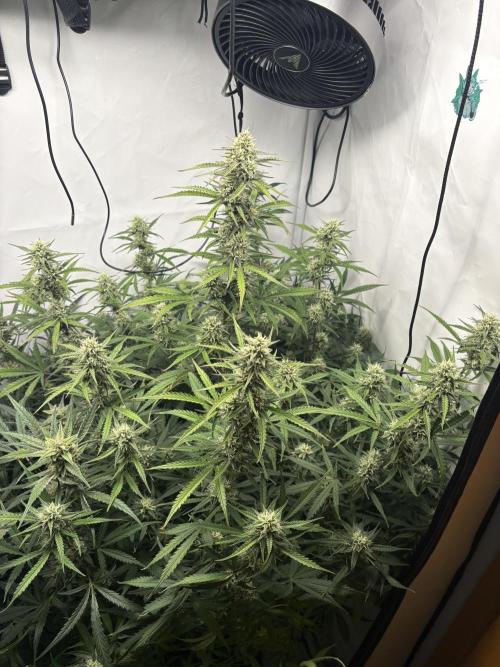 42 FB Apple Strudel. Week 9 - 15. Dezember 