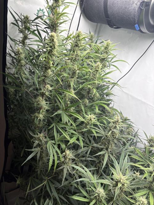 42 FB Apple Strudel. Week 9 - 15. Dezember