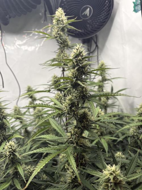 42 FB Apple Strudel. Week 9 - 15. Dezember 