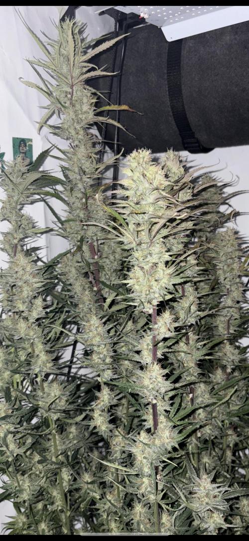 42 FB Apple Strudel. Week 10 - 22. Dezember 