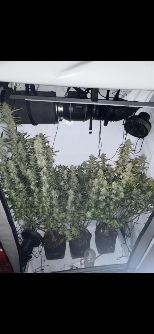 42 FB Apple Strudel. Week 10 - 22. Dezember