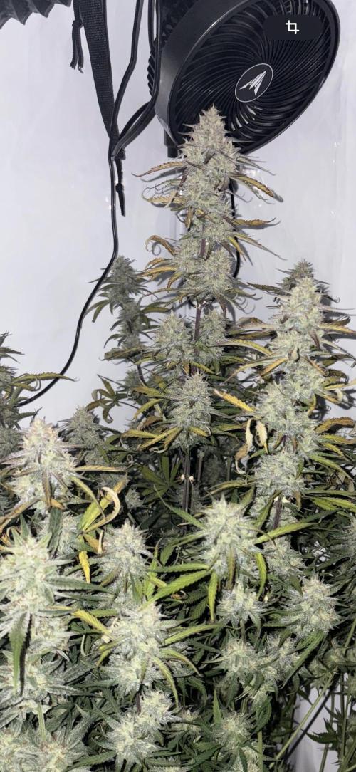 42 FB Apple Strudel. Week 10 - 22. Dezember